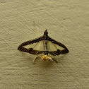 Cucumber Moth