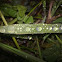 Rain Drops