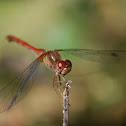 Autumn Meadowhawk