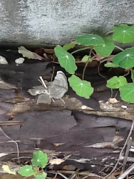 Spotting Image 1