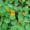 Nasturtium