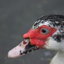 Muscovy Duck (Female)