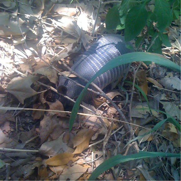 Spotting Image 1