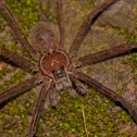 Tarantula