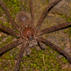 Tarantula