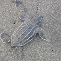 Leatherback Sea Turtle