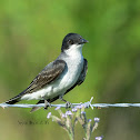 eastern kingbird
