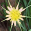 Yellow Salsify