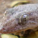 House Gecko