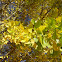 Ginkgo