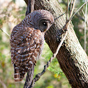 Barred Owl