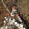 Cinnabar polypore