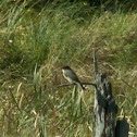 Eastern Phoebe