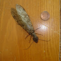 Dobsonfly