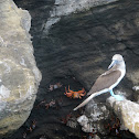 Blue Footed Booby