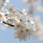 Bradford Pear