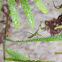 Praying mantis