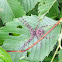 Wood spider