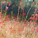Scarlet Trumpet