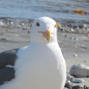 Western Gull