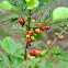 Coffee plant