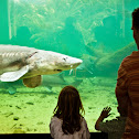 Sturgeon