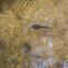 Tadpole
