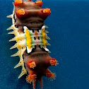 Spitfire Caterpillar