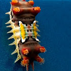Spitfire Caterpillar