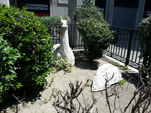 Llama De Peru