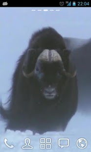 How to install Winter Bull Live Wallpaper lastet apk for pc