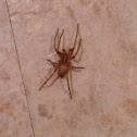 Spitting Spider