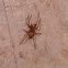 Spitting Spider