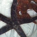 Ochre seastar