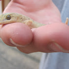 Geko, Jañape