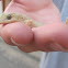 Geko, Jañape
