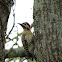 Green-barred woodpecker (Pájaro carpintero real)