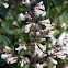 Beardtongue