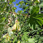 Mountain Maple