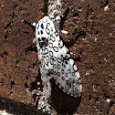 Giant Leopard Moth