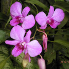 Dendrobium