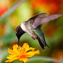 Ruby-throated Hummingbird