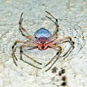Ornamental Tree Trunk Spider