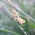 Alpine Grasshopper (Possibly nymph)