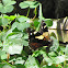 Yellow Admiral