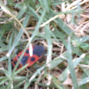 Unknown spotting