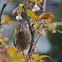 Melodious Laughingthrush 