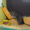 Domestic rat