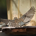 Chipping Sparrow