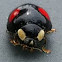 Ladybug